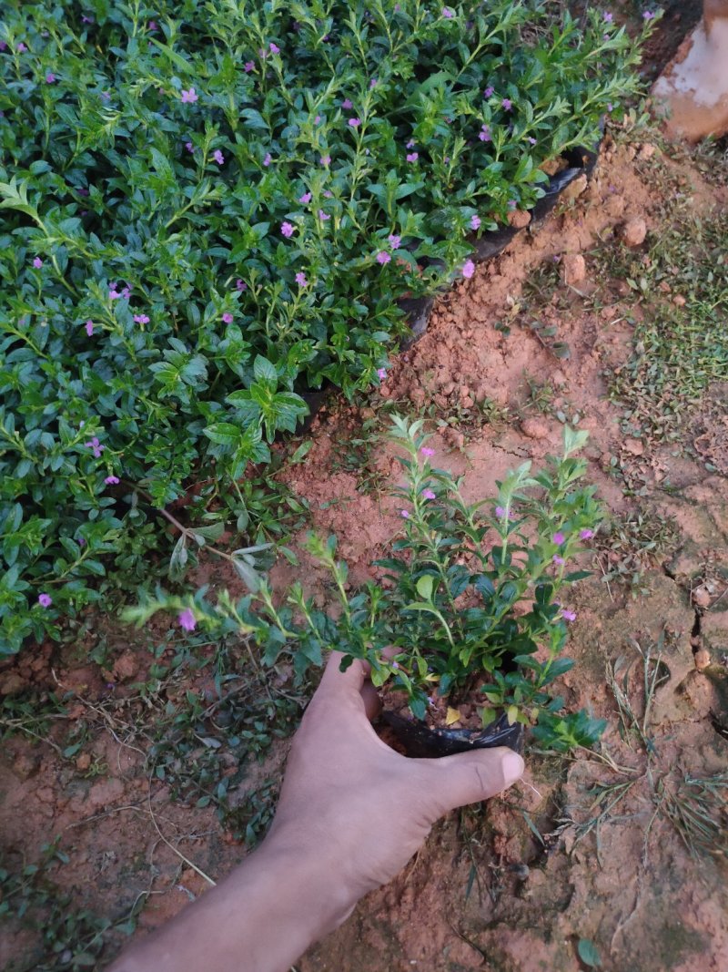 满天星雪茄花萼距花五斤袋大量现货便宜出售