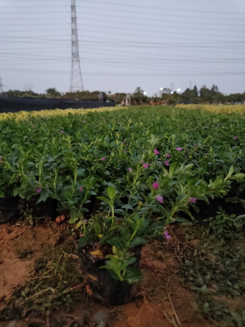 满天星雪茄花萼距花五斤袋大量现货便宜出售