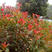 红叶石楠种子新采林木种子园林绿化花坛造景