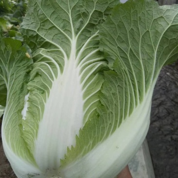 白菜