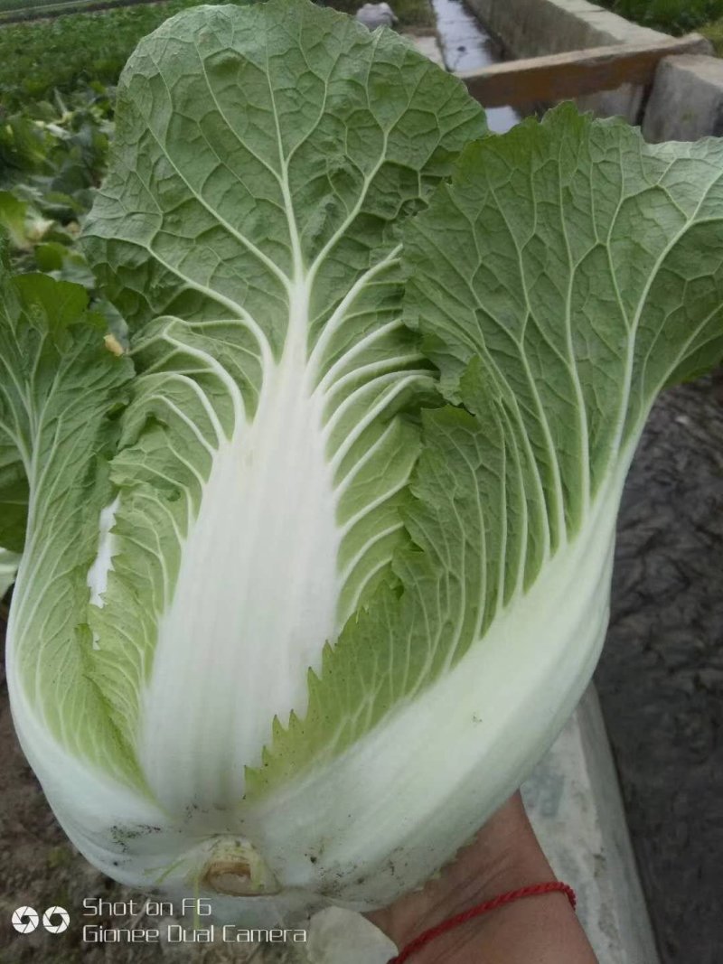 白菜
