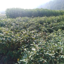 檫树小苗，质优价廉，诚信可靠，欢迎来电！