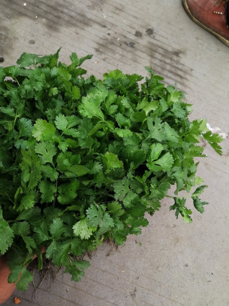 香菜