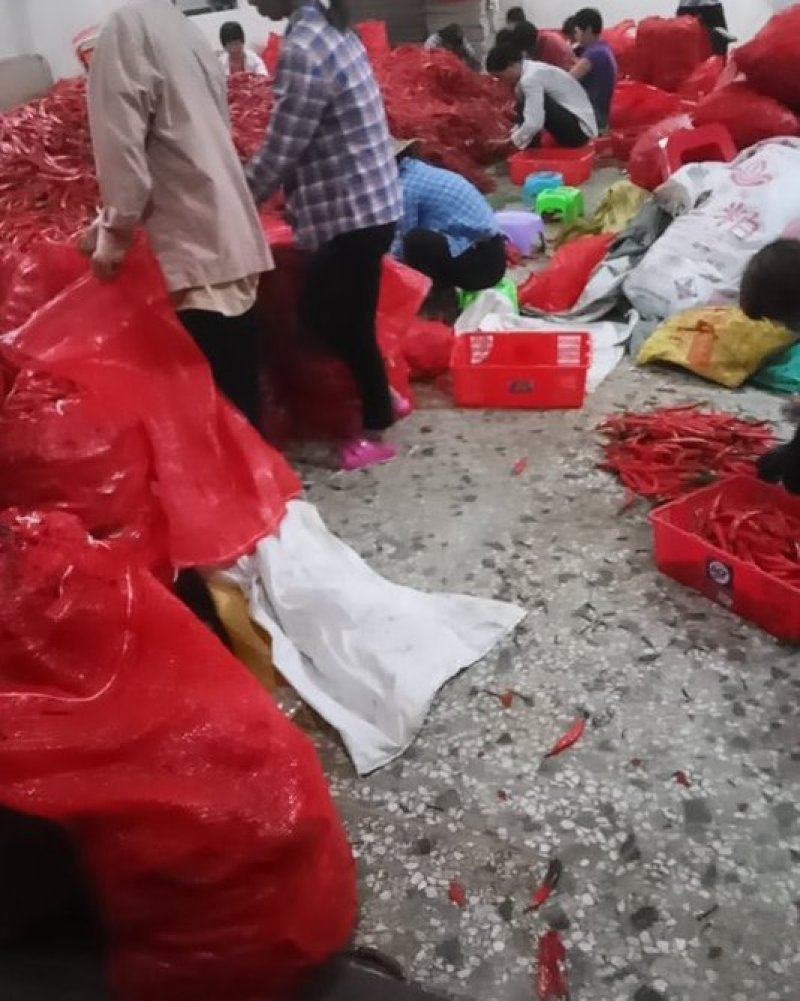 海花红辣椒准备上市，，，，，，