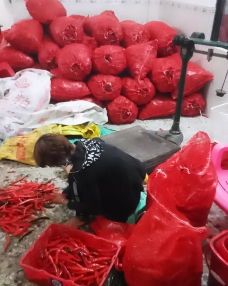 海花红辣椒准备上市，，，，，，