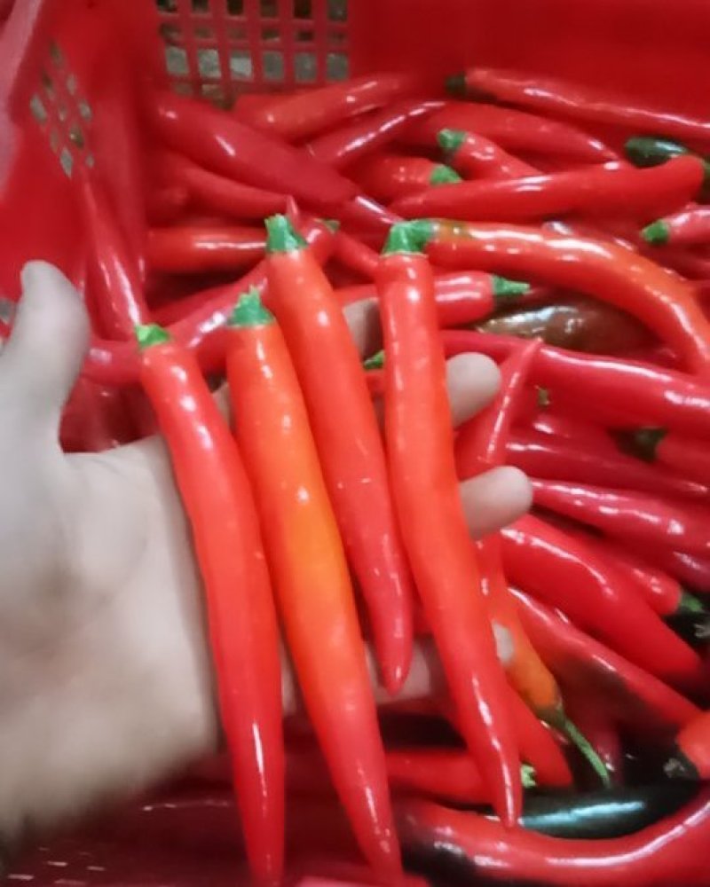 海花红辣椒准备上市，，，，，，