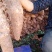 云南山药产地现货量大价格可优惠