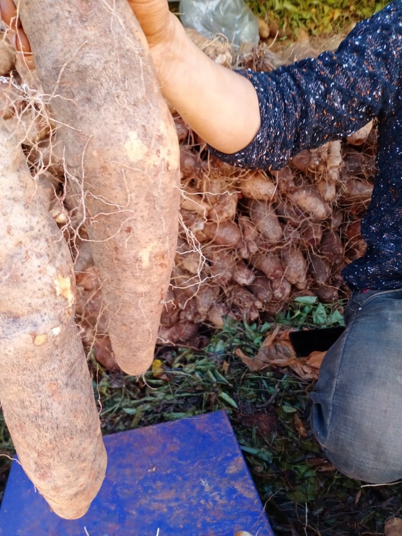 云南山药产地现货量大价格可优惠