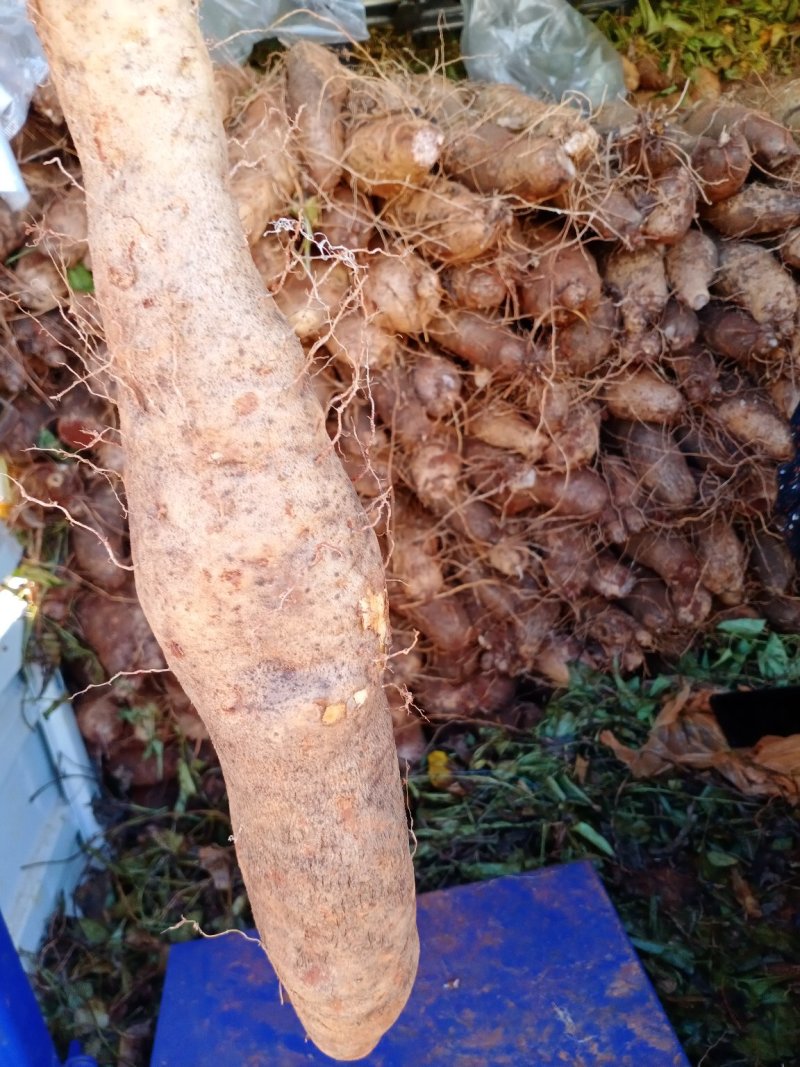 云南山药产地现货量大价格可优惠