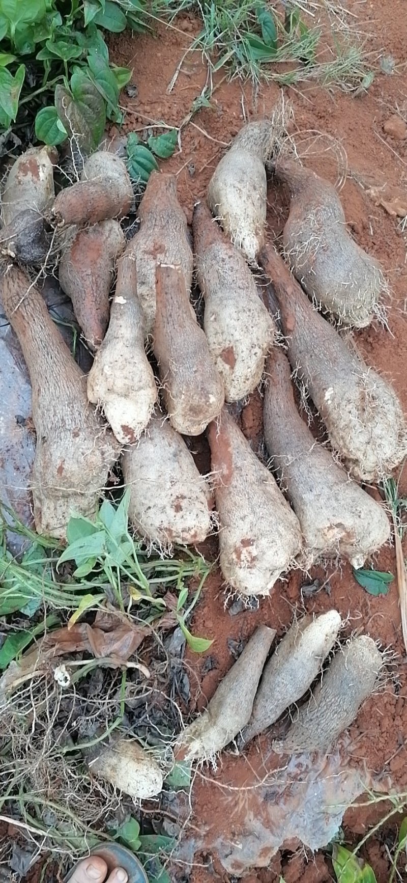 云南山药产地现货量大价格可优惠
