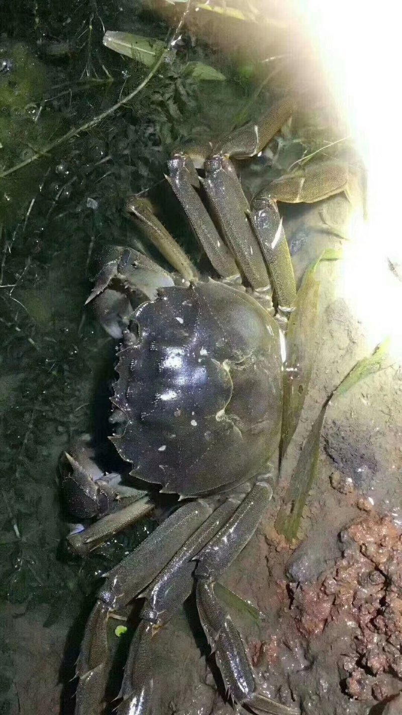 南京市高淳区固城湖大闸蟹专卖