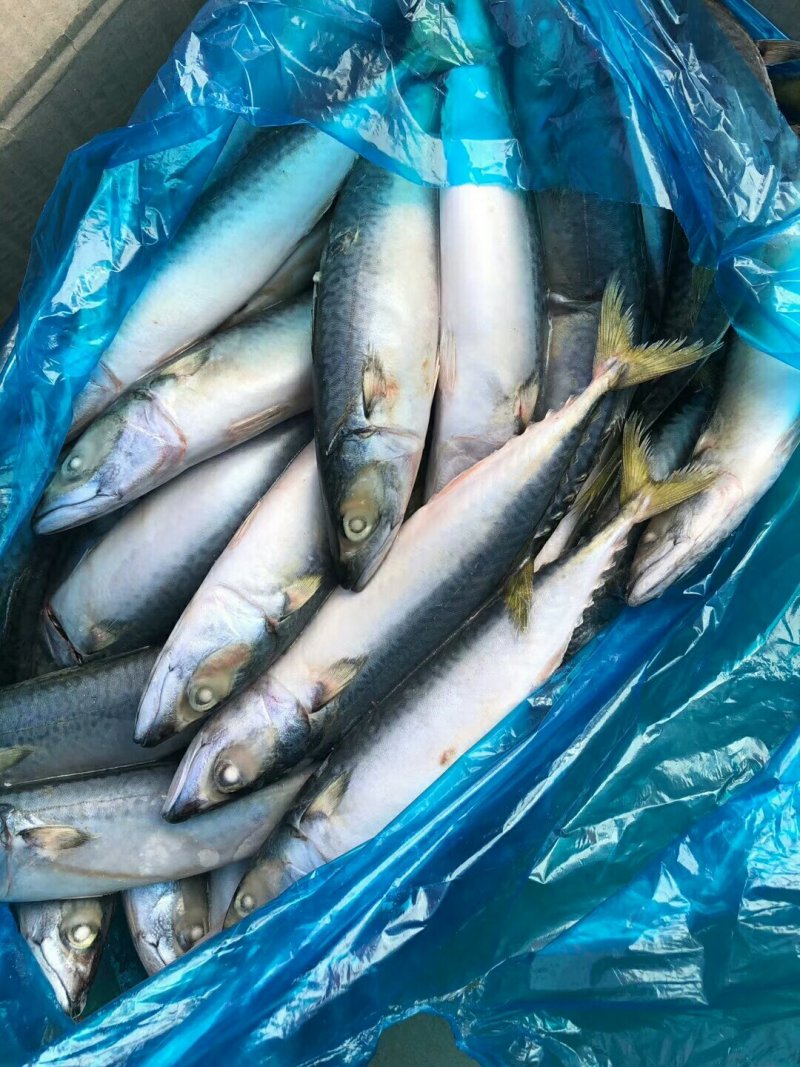 鲅鱼