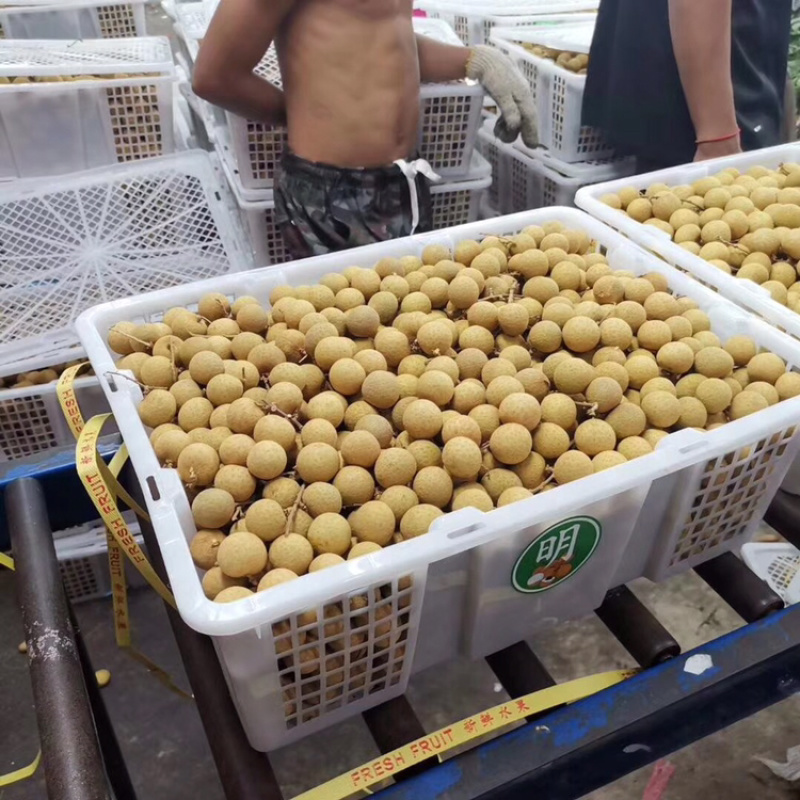 泰国东部龙眼，净果25斤，泰国工厂直发，长期供应货源
