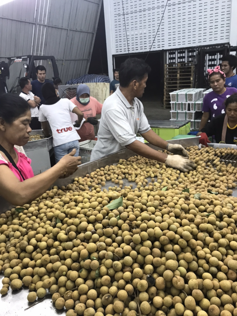 泰国东部龙眼，净果25斤，泰国工厂直发，长期供应货源