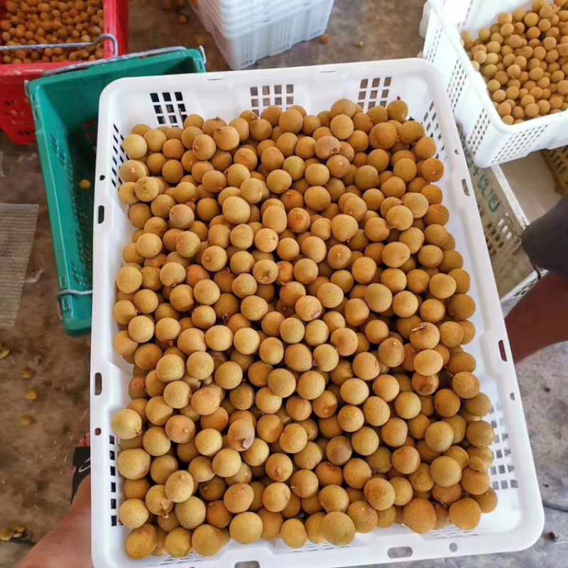 泰国东部龙眼，净果25斤，泰国工厂直发，长期供应货源