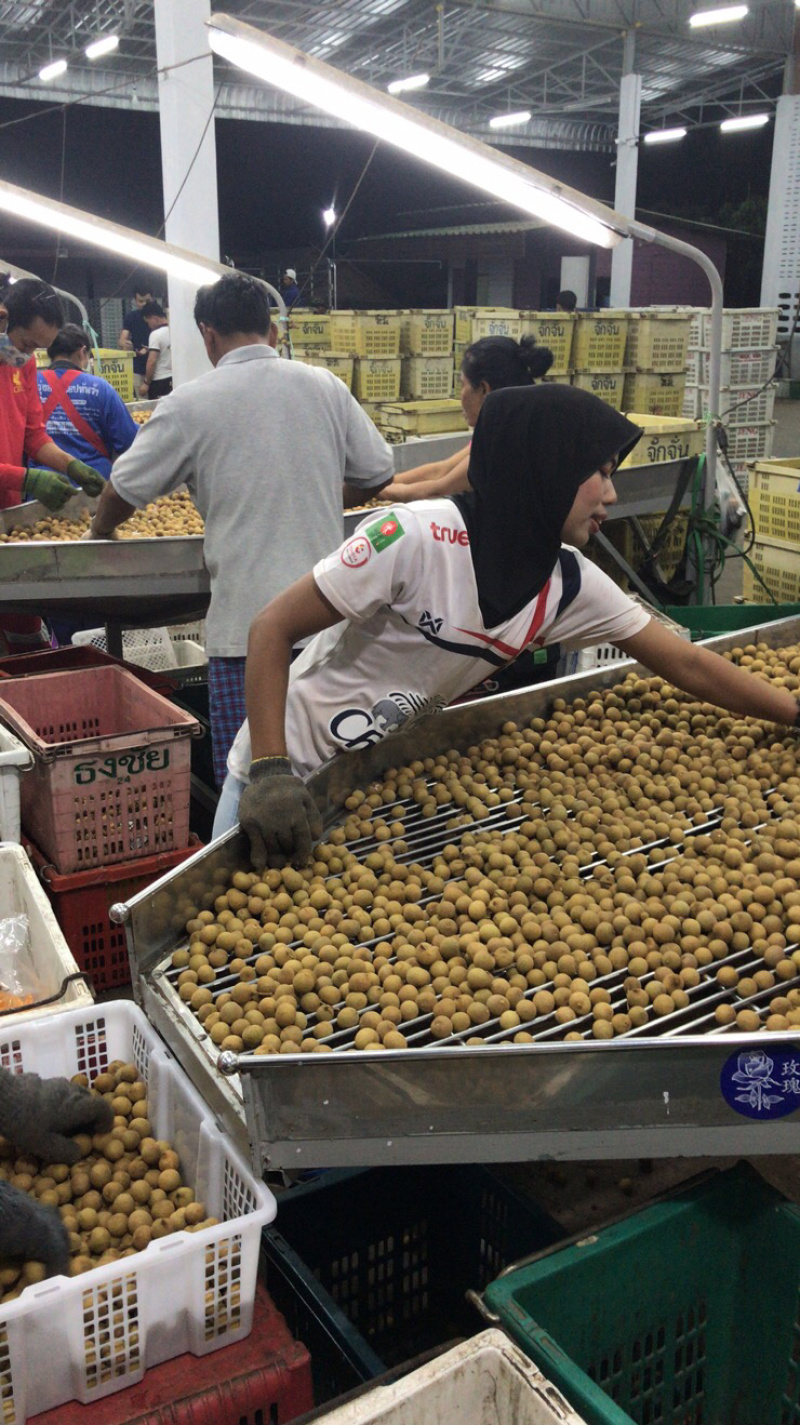 泰国东部龙眼，净果25斤，泰国工厂直发，长期供应货源