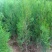 侧柏苗盆栽地栽型适合南方北方栽植成活率高