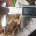 三叉白芨种苗