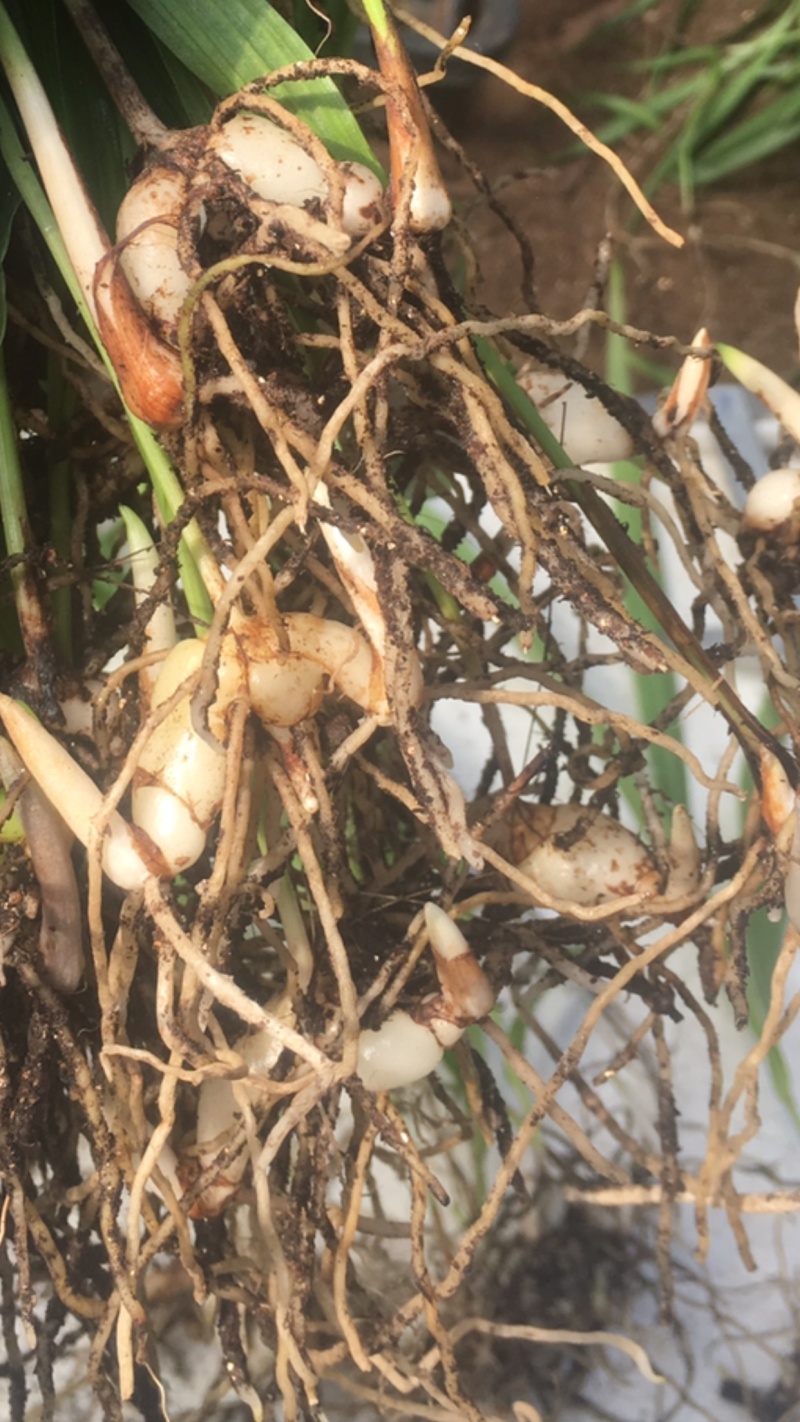 三叉白芨种苗