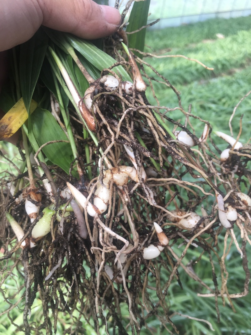 三叉白芨种苗