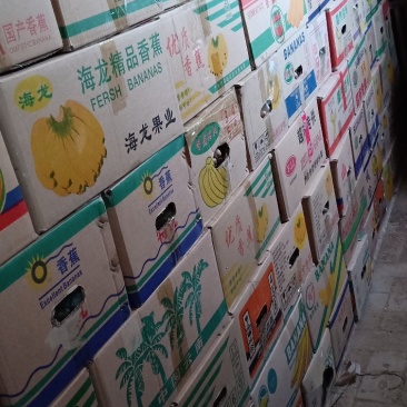 白玉原种苗