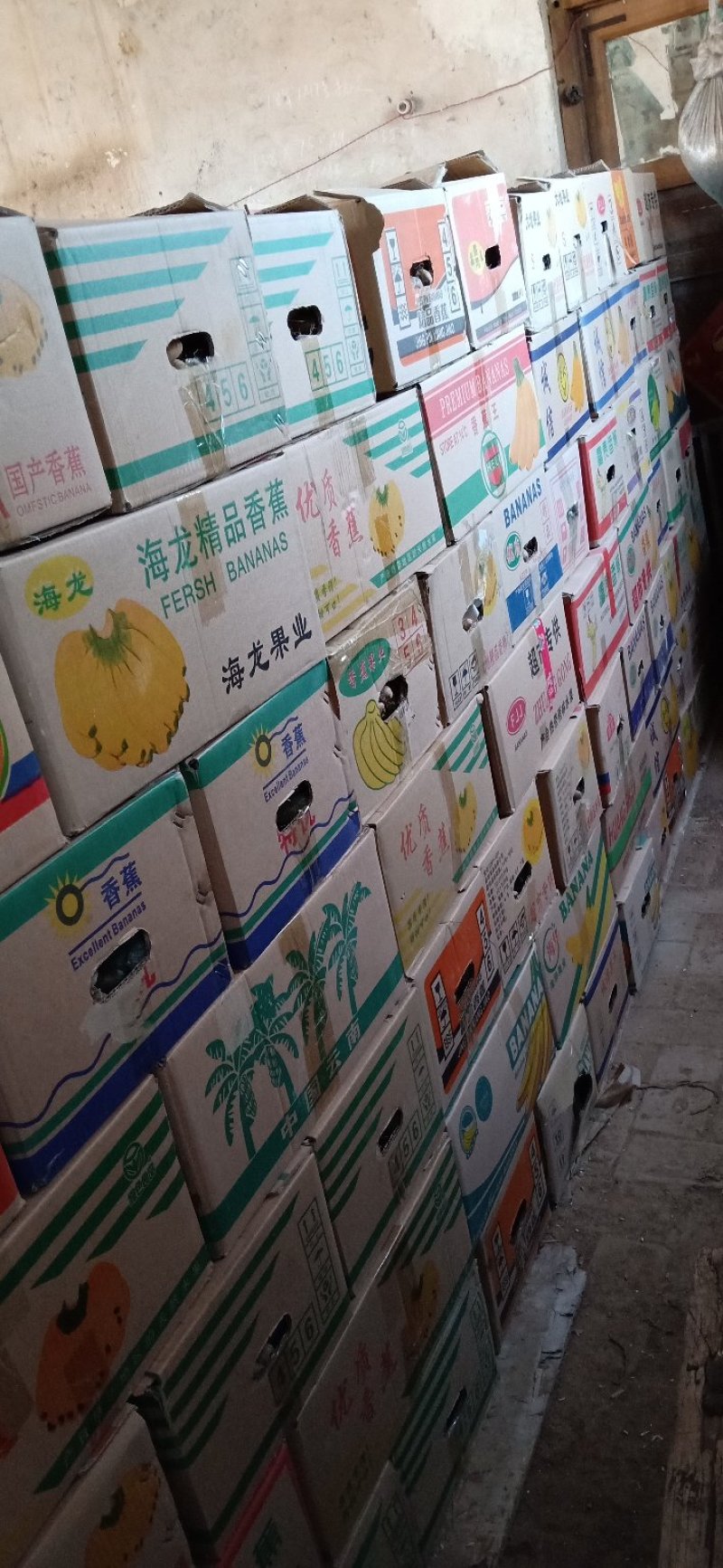 白玉原种苗