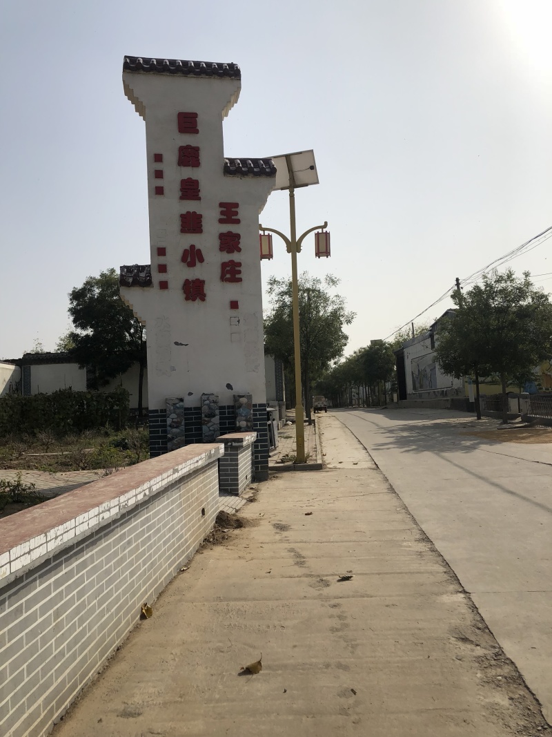 黄韭盆景