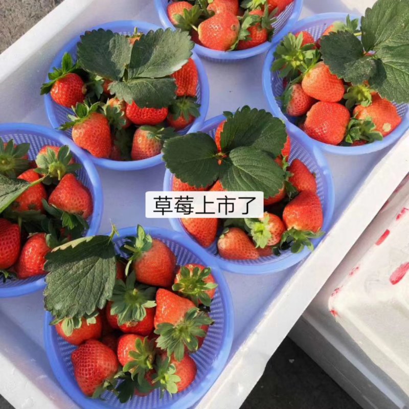 【热卖中】草莓新鲜上市品质好价格低〔代发全国〕