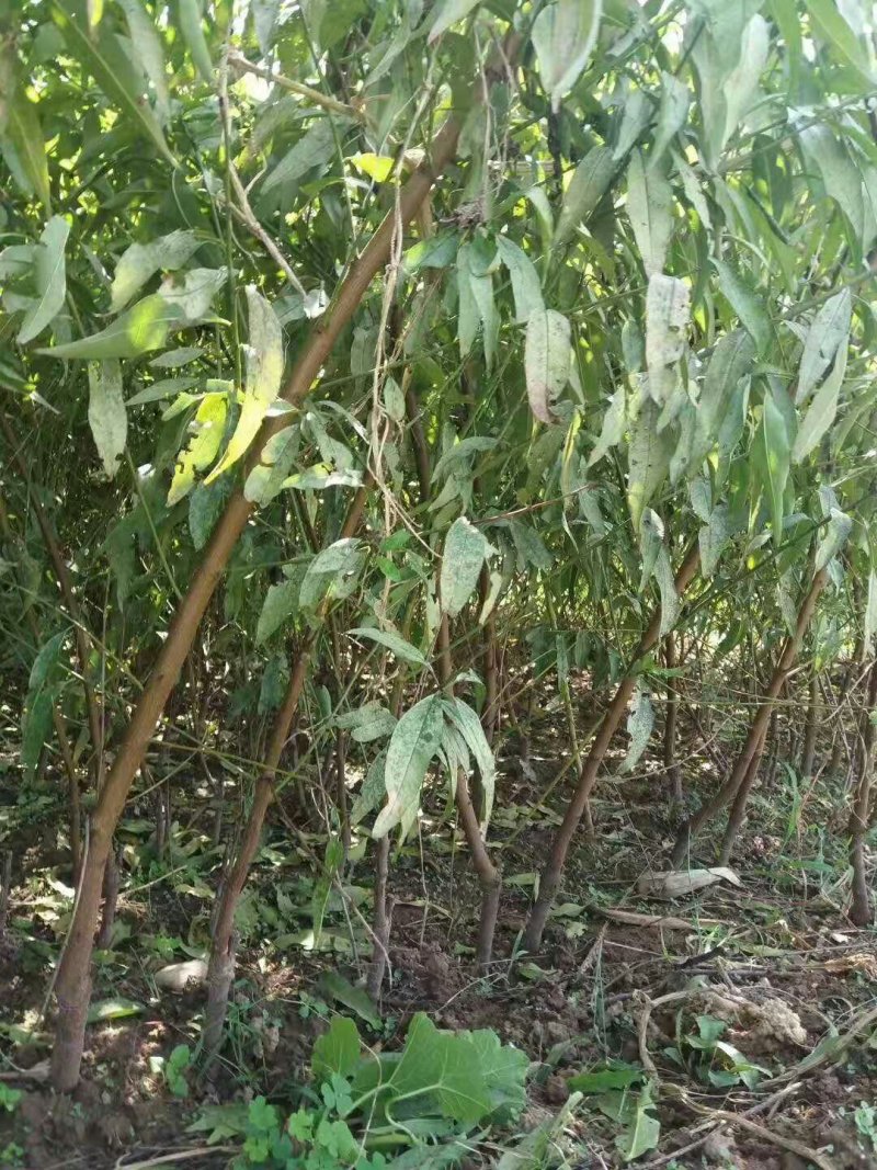 两年生黄金蜜桃树成品苗