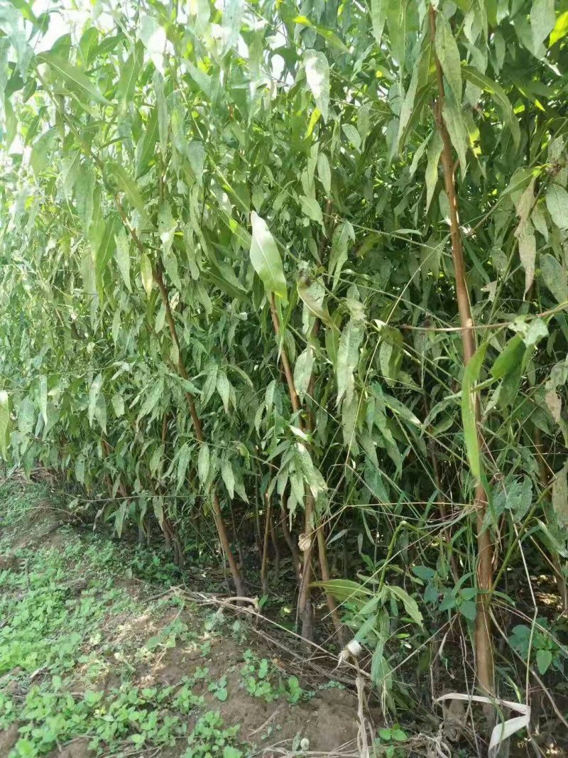 两年生黄金蜜桃树成品苗