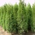 蜀桧柏50公分-2米高工程苗绿化苗规格齐全