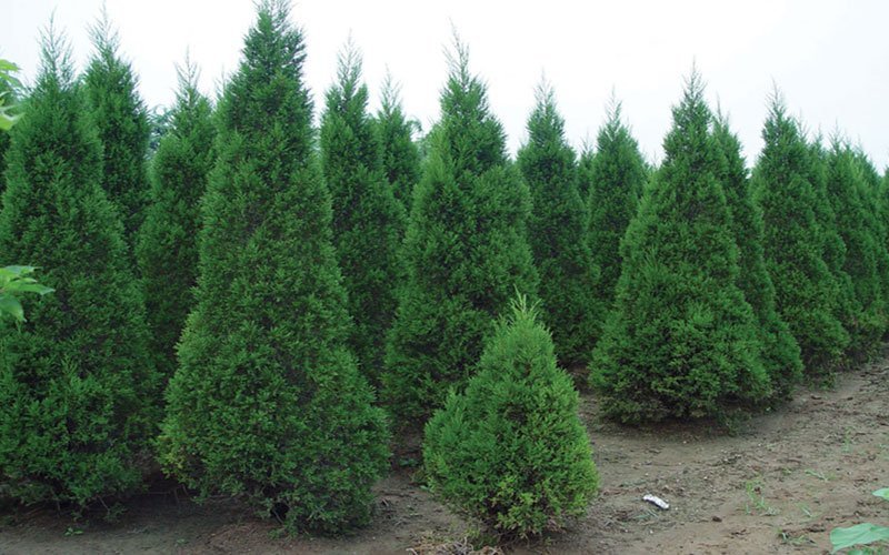 蜀桧柏50公分-2米高工程苗绿化苗规格齐全