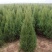 蜀桧柏50公分-2米高工程苗绿化苗规格齐全