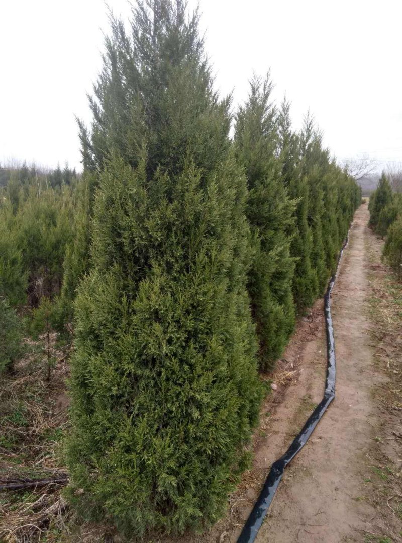 蜀桧柏50公分-2米高工程苗绿化苗规格齐全