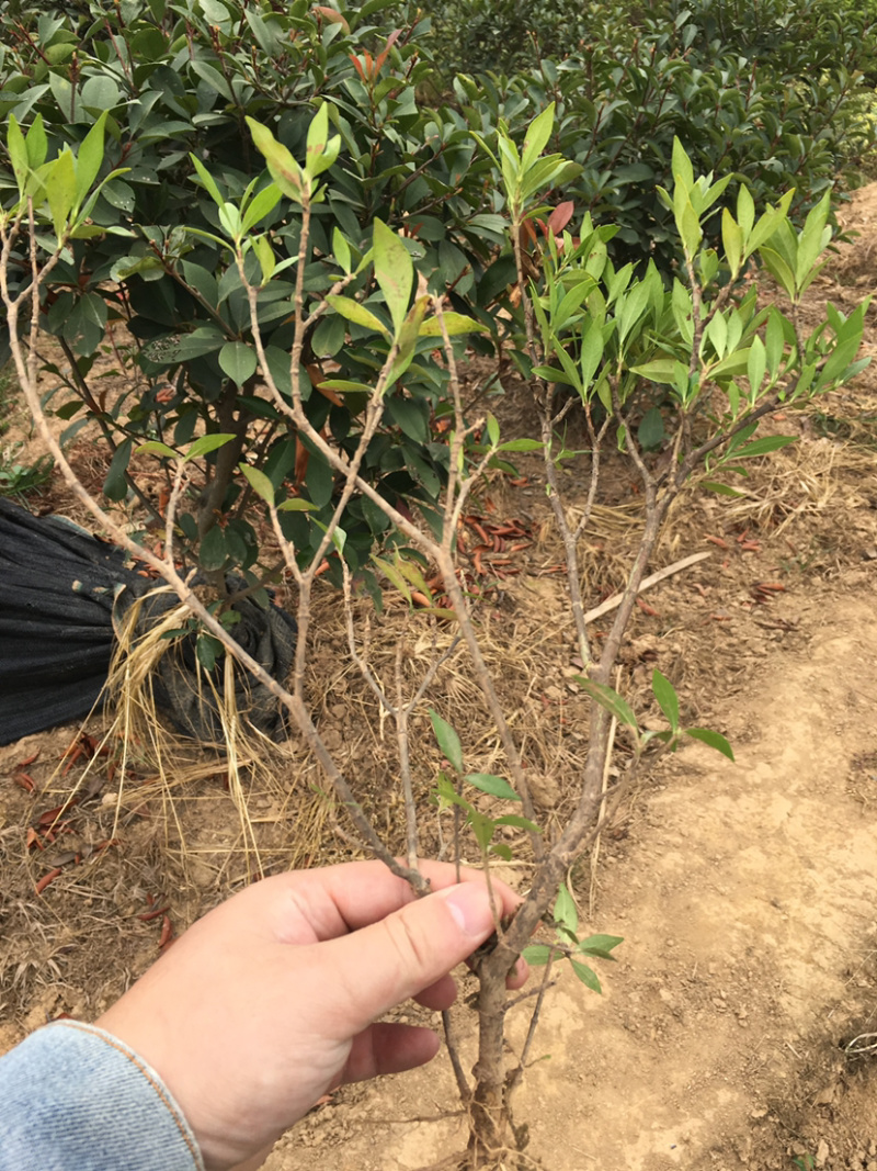 小叶栀花，2cm以下4cm以下0.5米以下