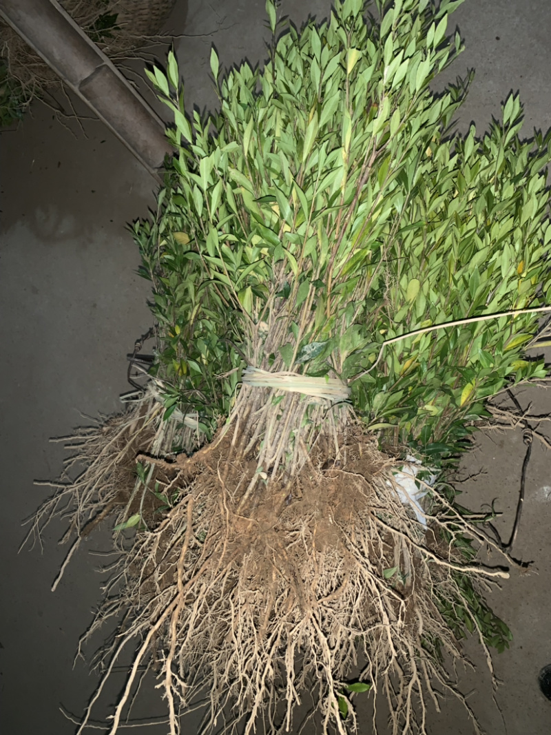小叶栀花，2cm以下4cm以下0.5米以下