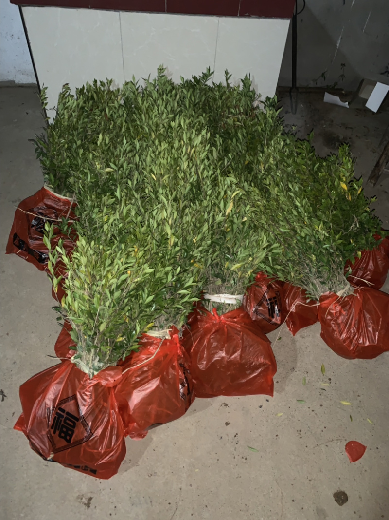 小叶栀花，2cm以下4cm以下0.5米以下