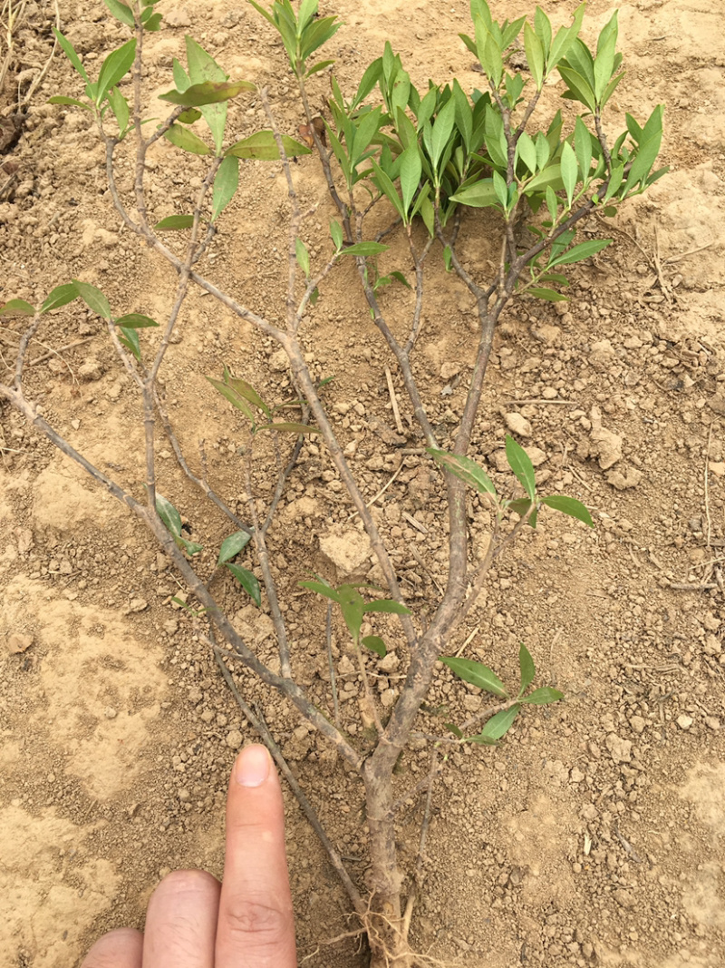 小叶栀花，2cm以下4cm以下0.5米以下