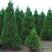 蜀桧柏工程苗绿化苗规格H250-400cm
