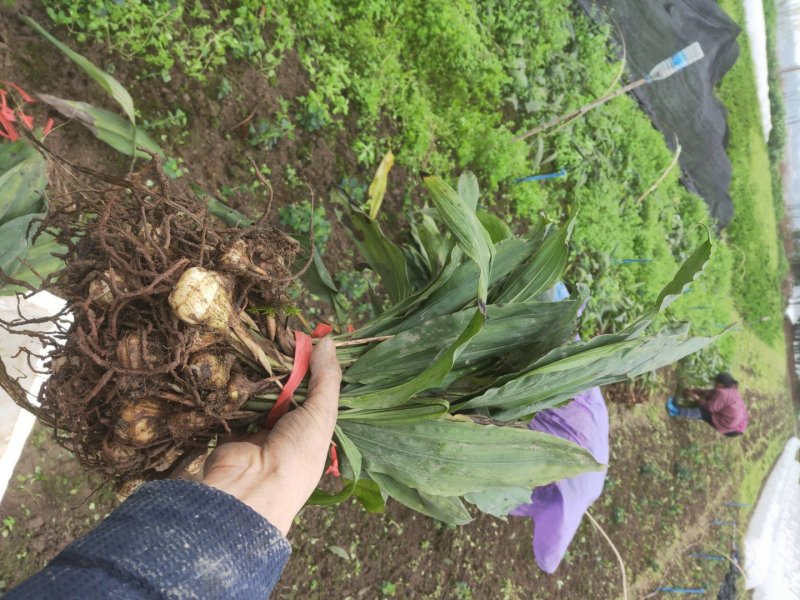 毛慈菇泥宾子