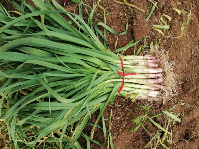 正宗四川优质蒜苗大量优质红根蒜苗上市了价格合理