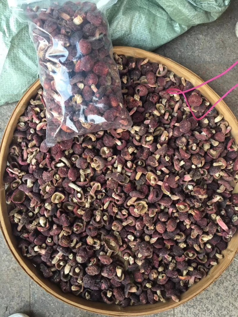 野生正红菇，小标一元硬币大小