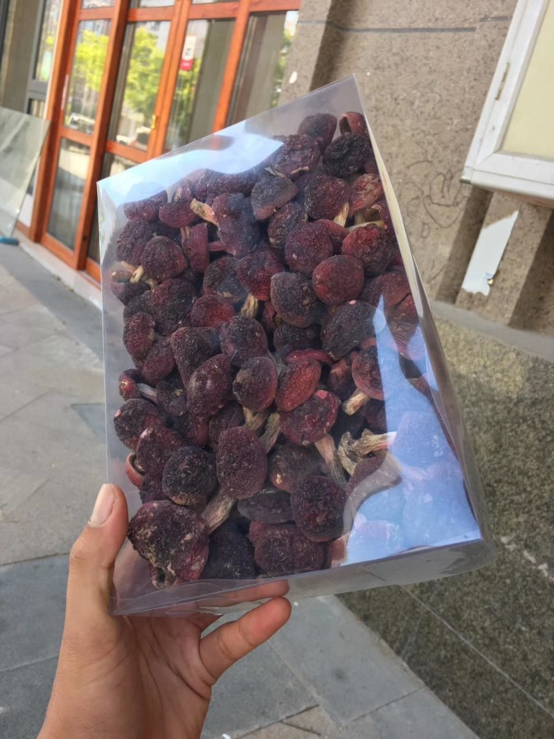 野生正红菇，小标一元硬币大小