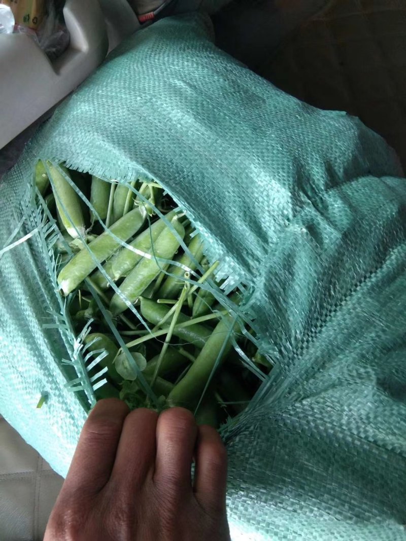 长寿碗豆
