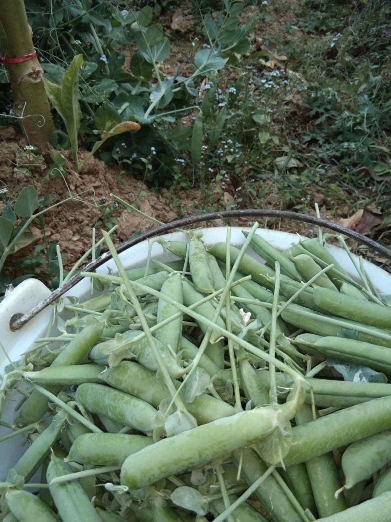 长寿碗豆