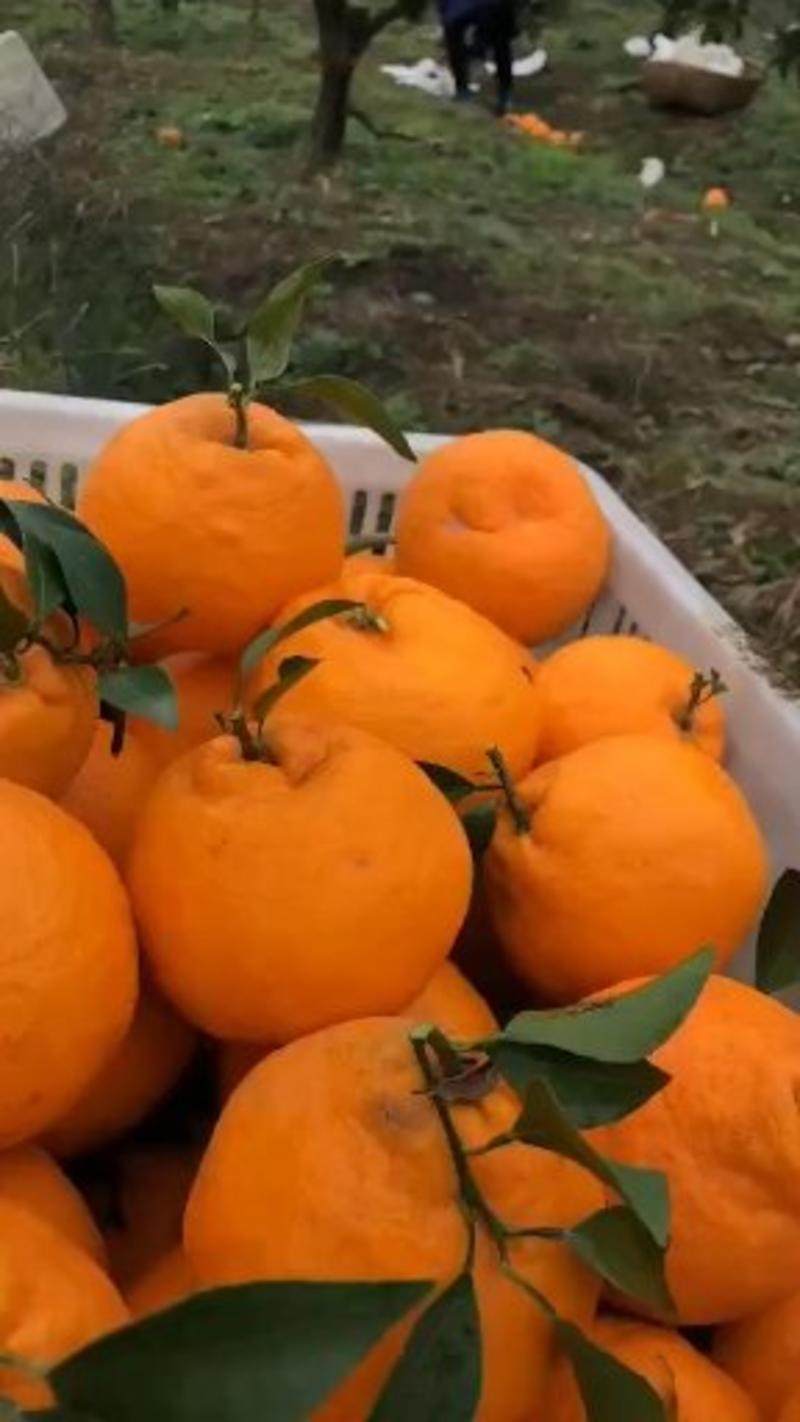 丑橘大量供应，量大从优保质保量欢迎咨询订购