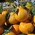 丑橘大量供应，量大从优保质保量欢迎咨询订购
