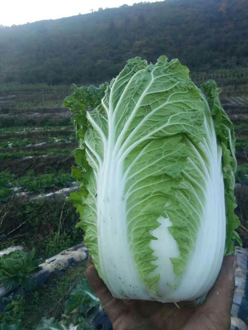 白菜，产地直销，高海爬。