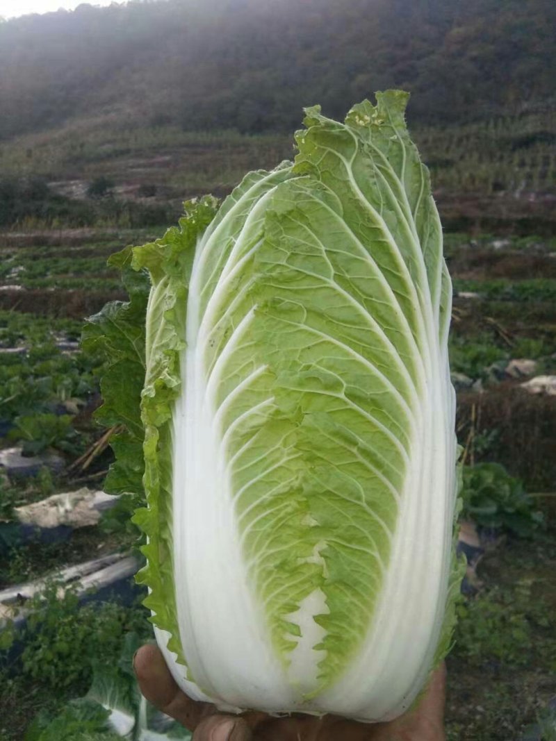 白菜，产地直销，高海爬。