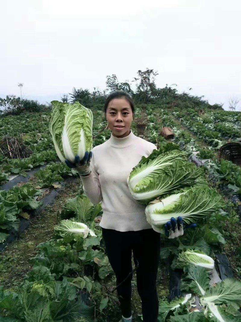 白菜，产地直销，高海爬。
